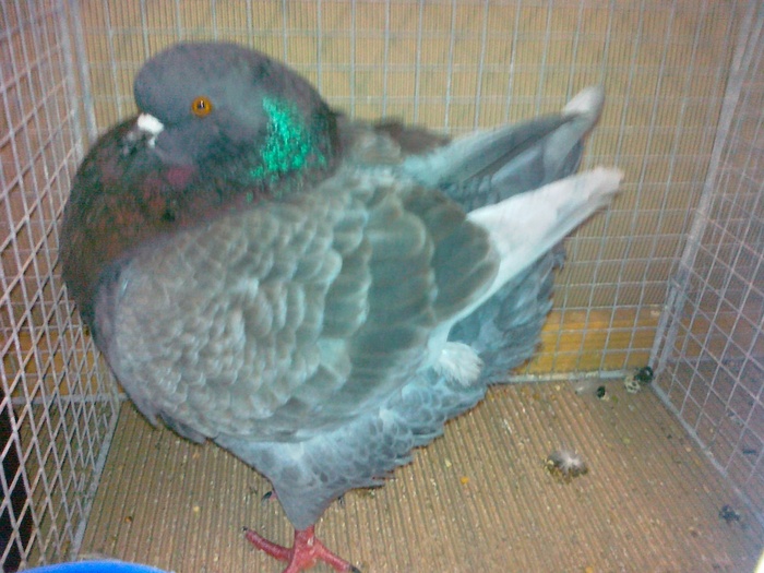 05521b - 1517 3 carunculati gaina