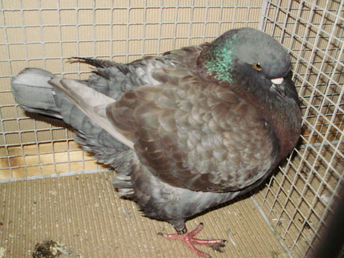 05522a - 1517 3 carunculati gaina