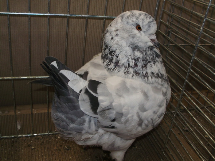 05555a - 1517 3 carunculati gaina