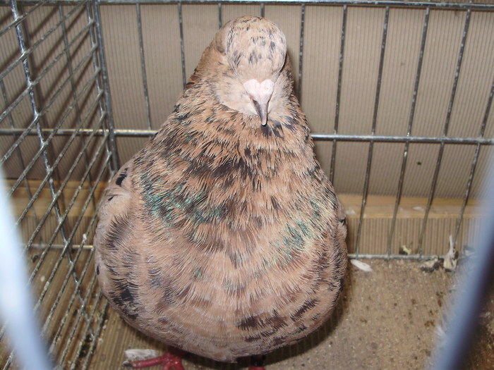 05556a - 1517 3 carunculati gaina