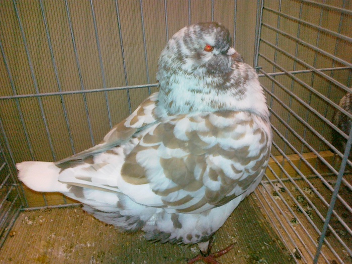 05564a - 1517 3 carunculati gaina