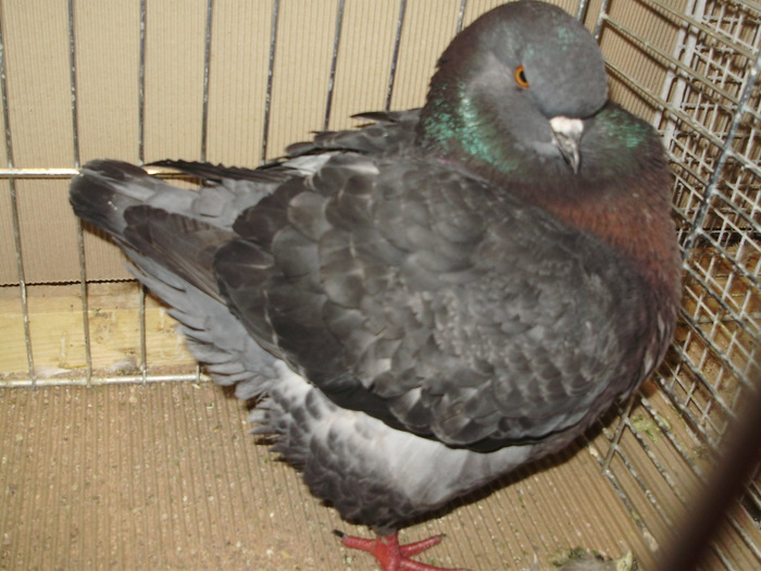 05575a - 1517 3 carunculati gaina