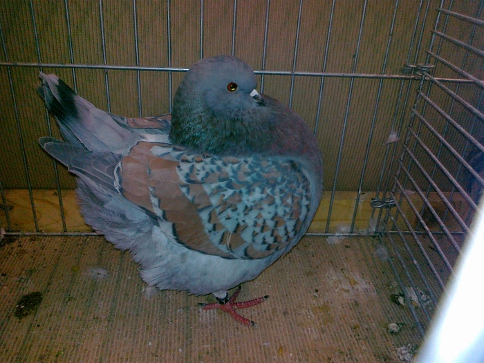 05628a - 1517 3 carunculati gaina