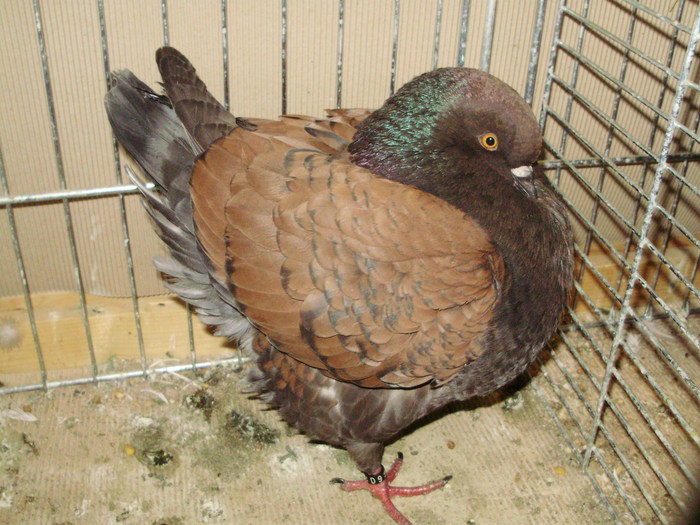 05646a - 1517 3 carunculati gaina