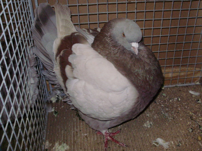 05652a - 1517 3 carunculati gaina