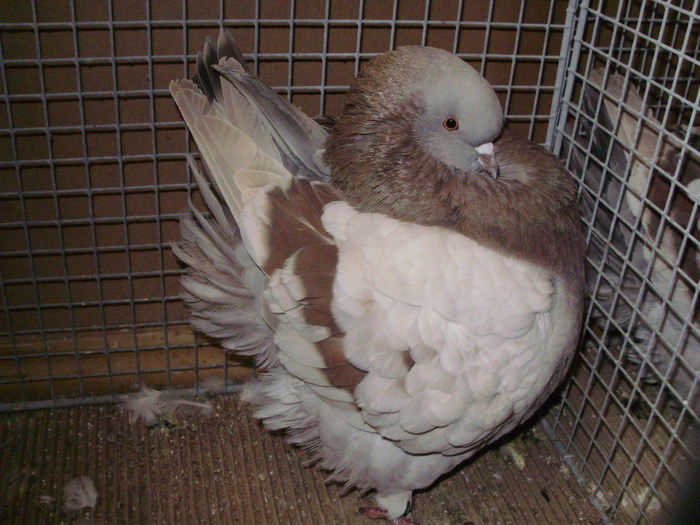05653a - 1517 3 carunculati gaina