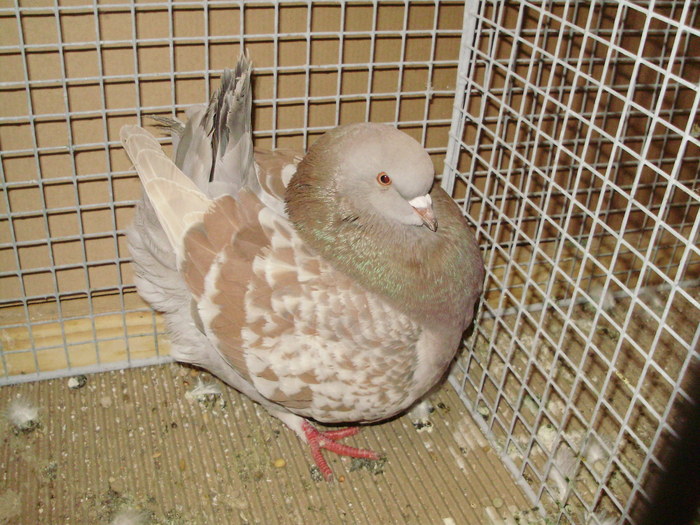 05655a - 1517 3 carunculati gaina