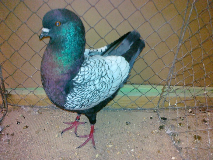 07297a - 1517 3 carunculati gaina