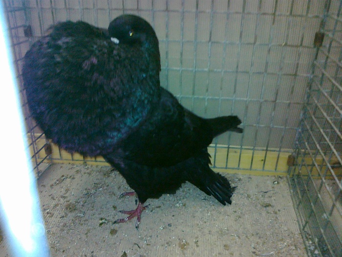 08469a gusat de hesse