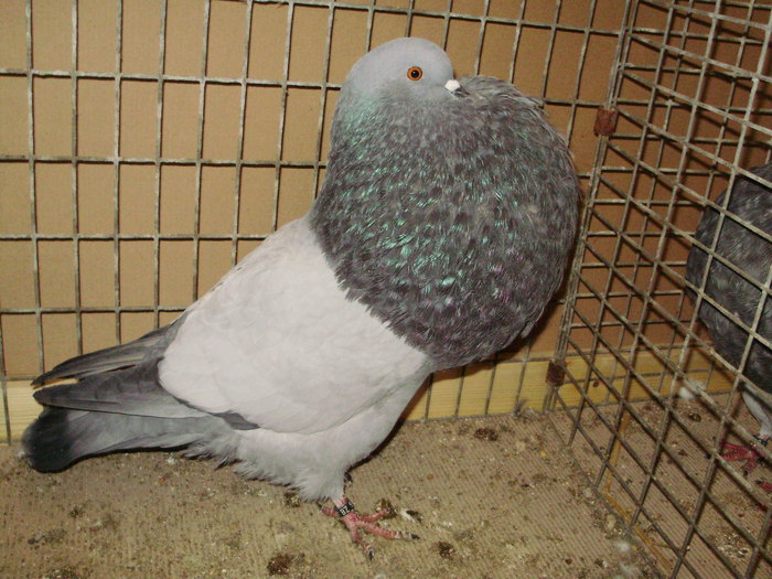 08553a - 1517 4 gusati