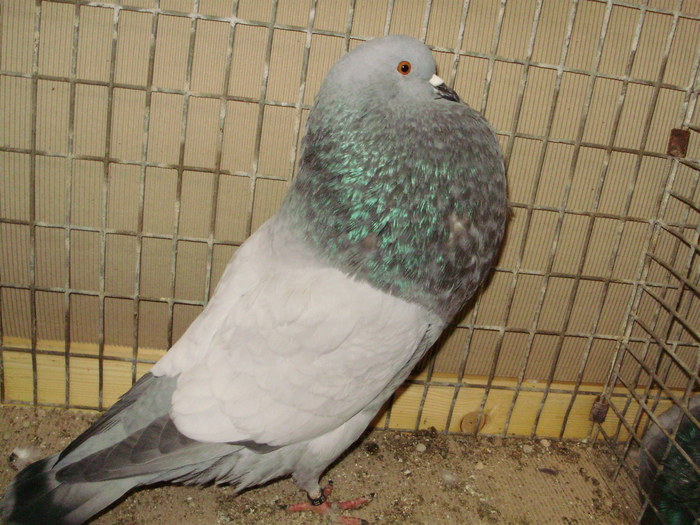08564a - 1517 4 gusati