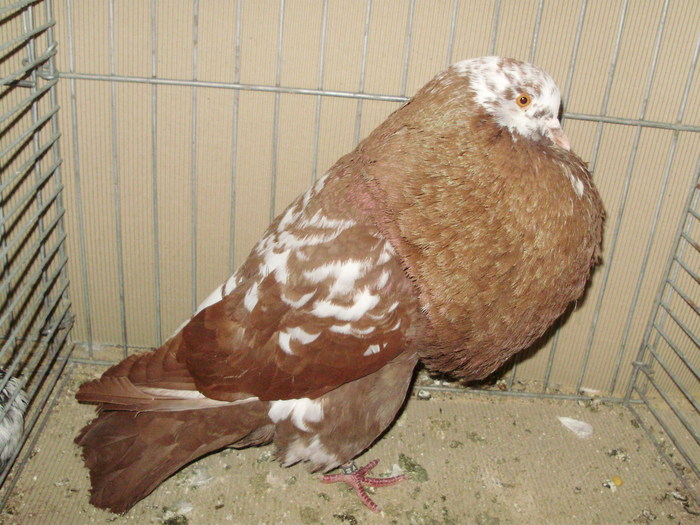 08638a - 1517 4 gusati