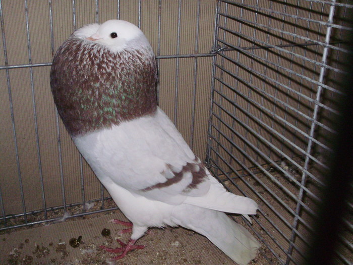 08649a - 1517 4 gusati