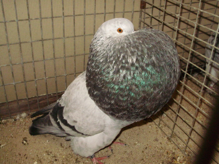 08665a - 1517 4 gusati