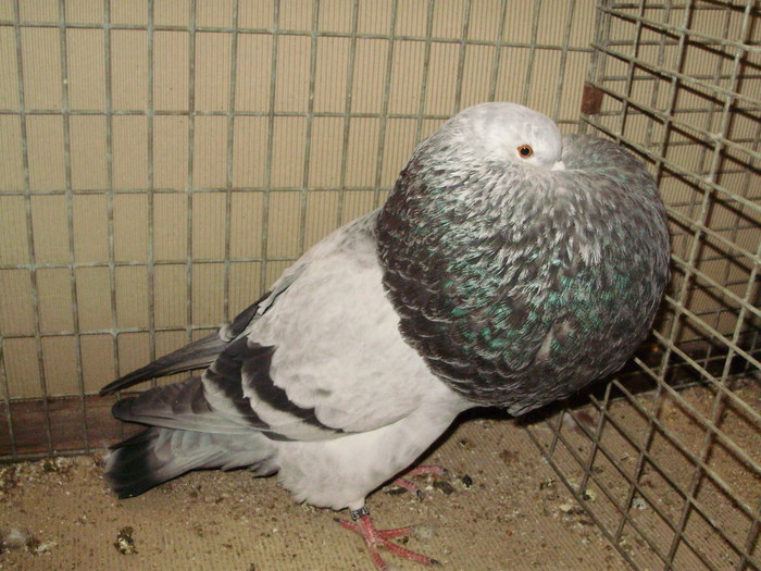 08665b - 1517 4 gusati