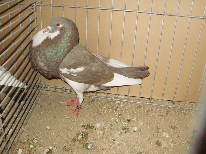 09849a - 1517 4 gusati