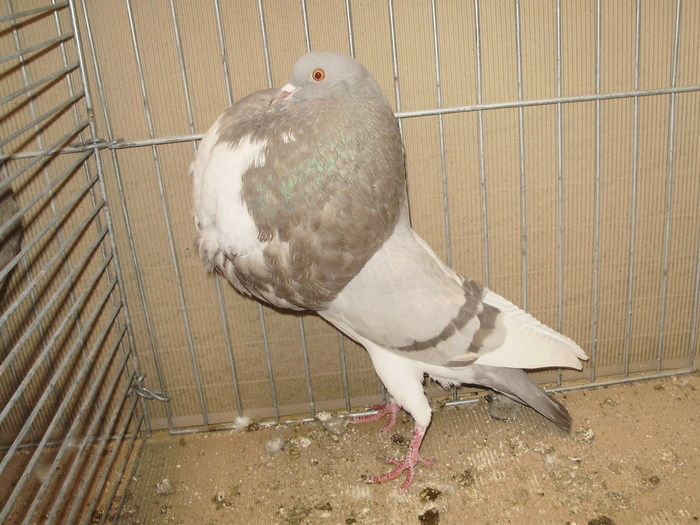 09934a - 1517 4 gusati