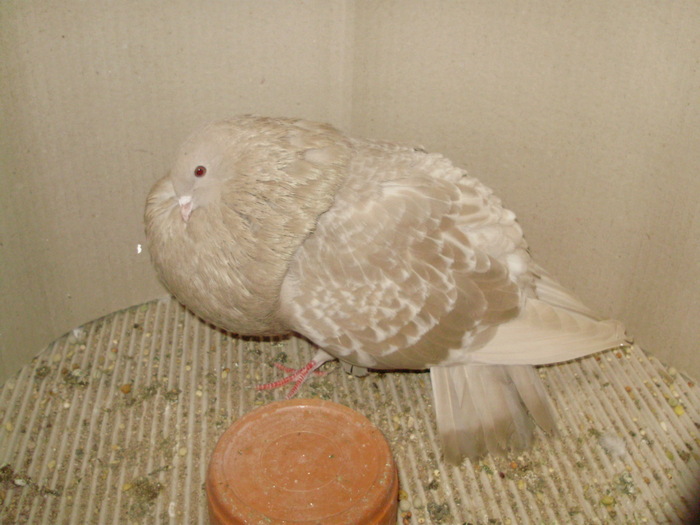 10042a - 1517 4 gusati