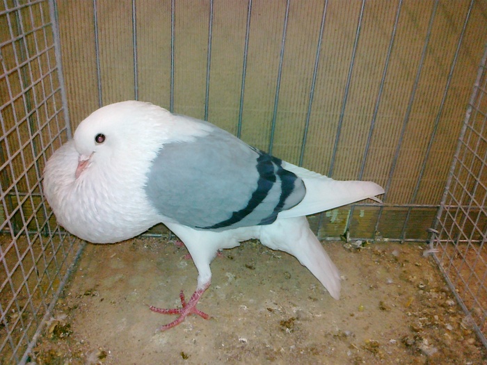 10349a gusat de vooburg