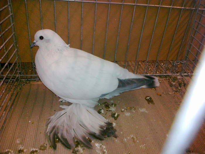 11573a porumbei de gheata incaltati - 1517 5 culoare 1