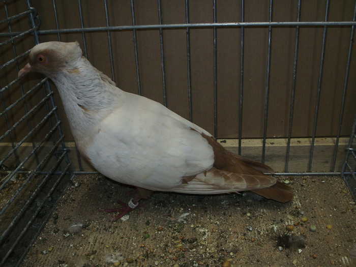11623a - 1517 5 culoare 1