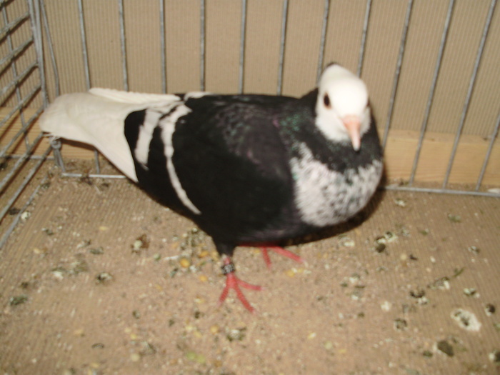 11795a - 1517 5 culoare 1