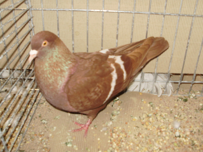 11834a - 1517 5 culoare 1