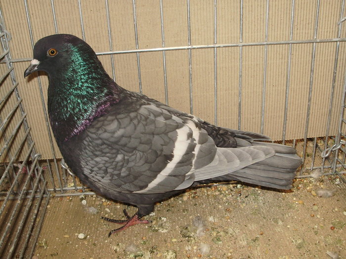 11853a - 1517 5 culoare 1