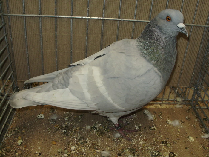 11879a - 1517 5 culoare 1