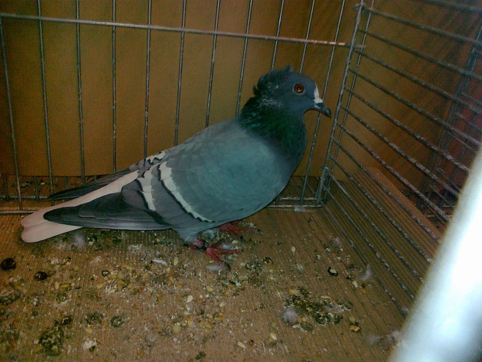 12050a - 1517 5 culoare 1