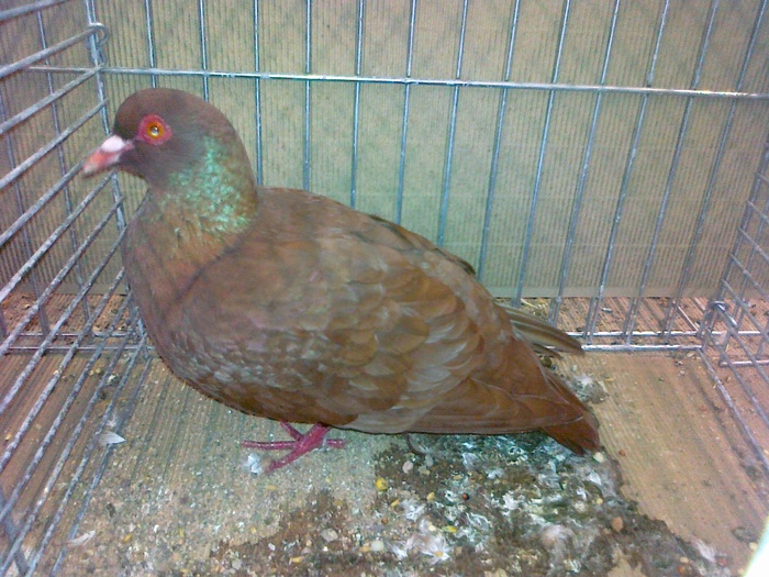 12564a porumbei de campie franconieni