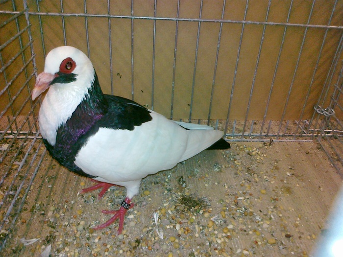 12649a baltat franconian