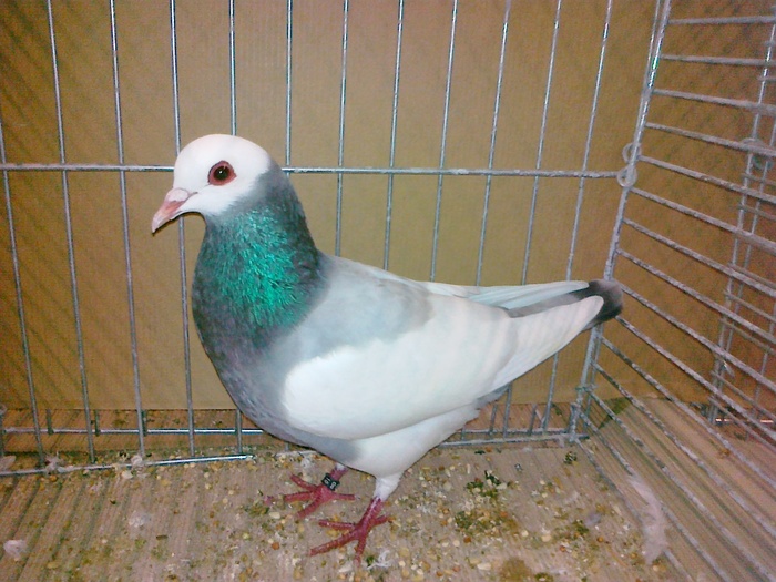 12740a baltat bernhardin