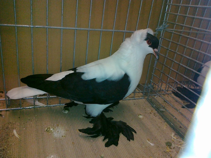 12754a randunica de nurnberg