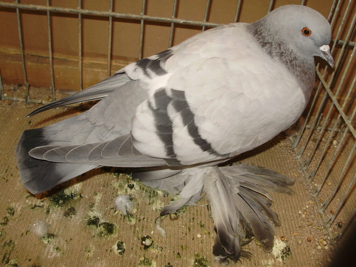 13030b - 1517 6 culoare 2