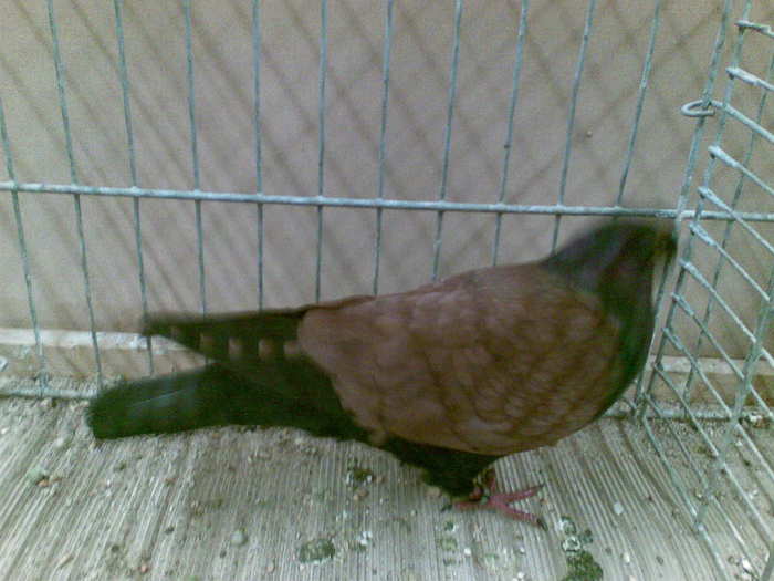 13033a thuringer goldkafert - 1517 6 culoare 2