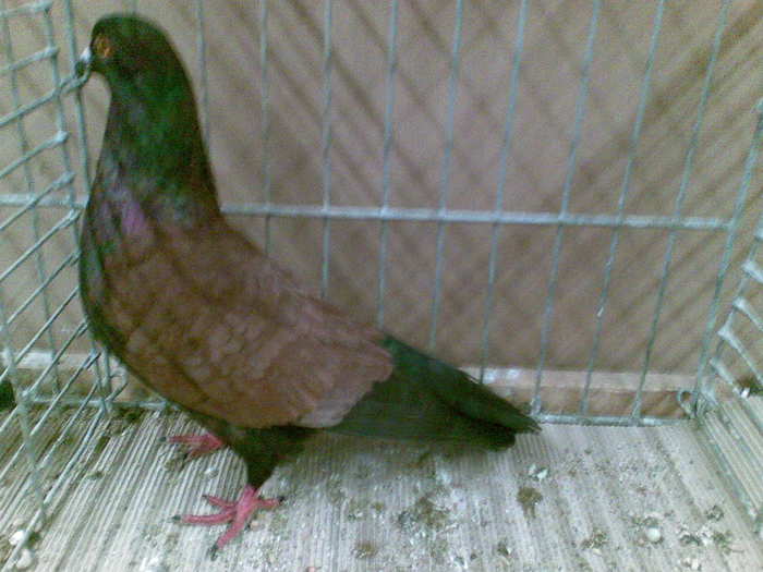 13035a - 1517 6 culoare 2