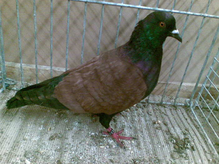 13037a - 1517 6 culoare 2