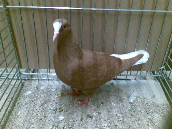 13114a - 1517 6 culoare 2