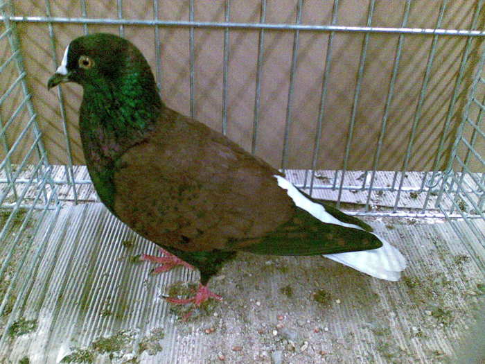 13128a - 1517 6 culoare 2