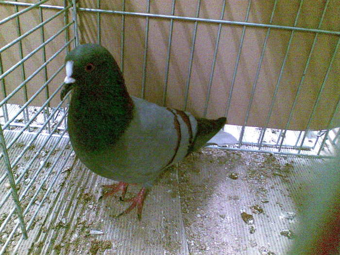 13145a - 1517 6 culoare 2