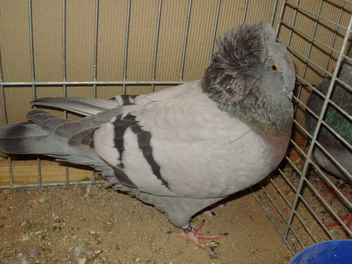 15331a
