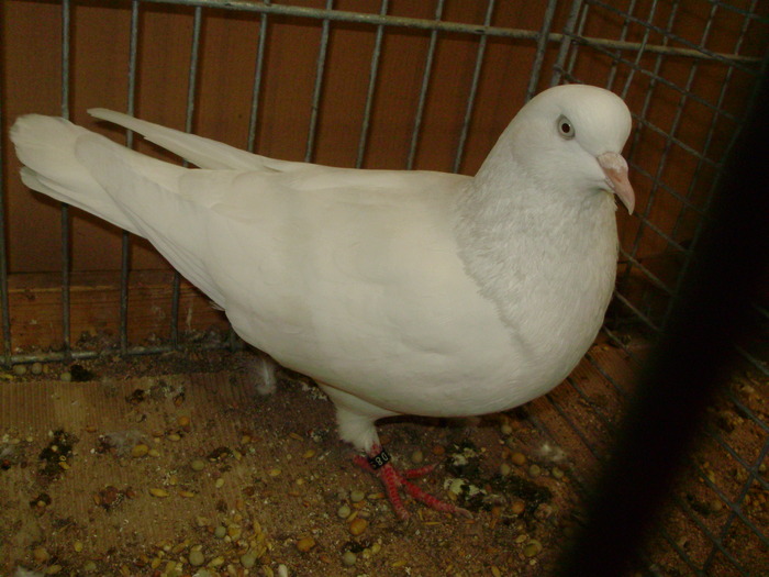 15465a