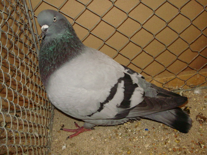 15507a