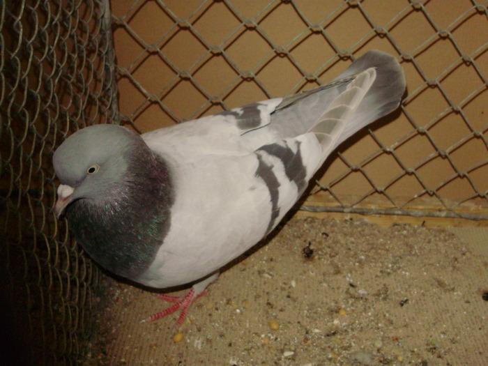 15546a