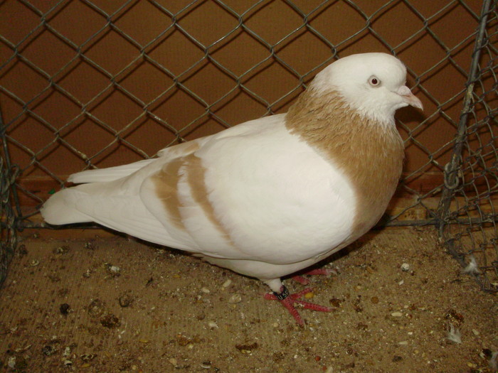15580a