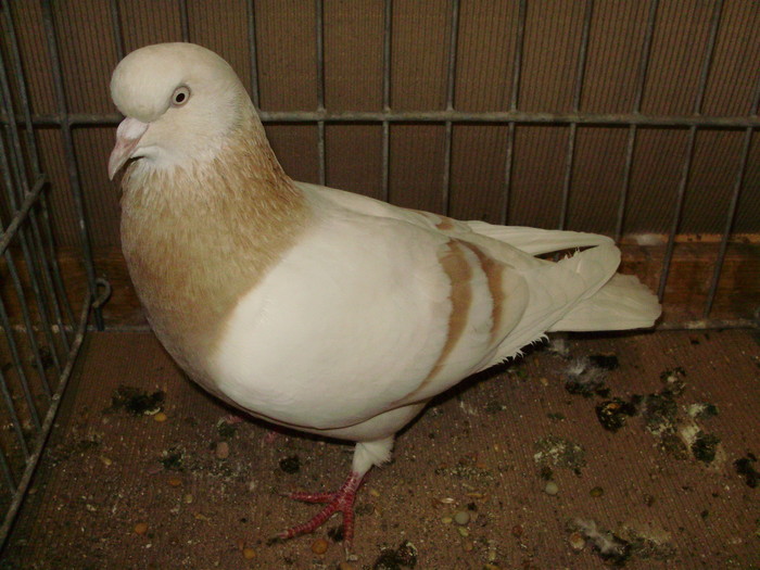 15646a
