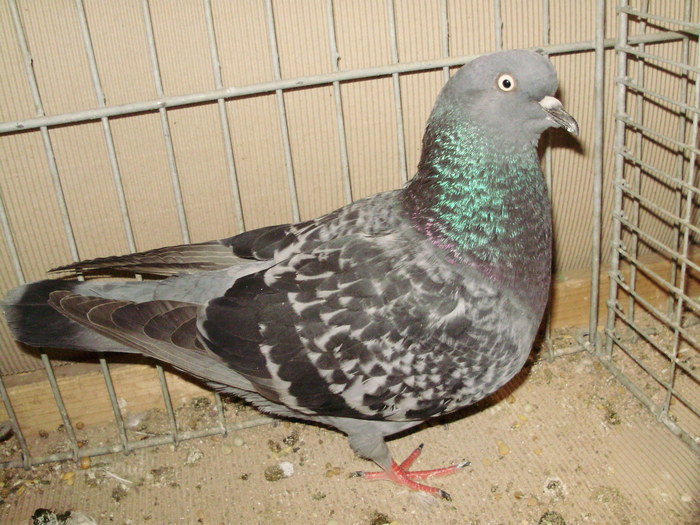 15685a