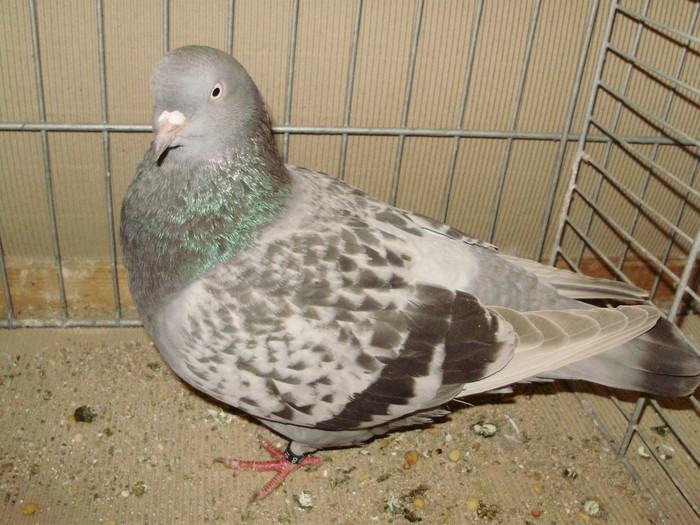 15695a
