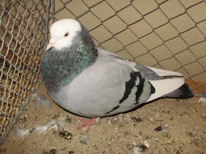 15745a